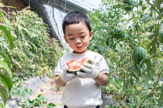 快乐的小男孩在种植大棚吃西瓜