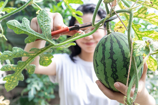 快乐的年轻女人在种植大棚采摘西瓜