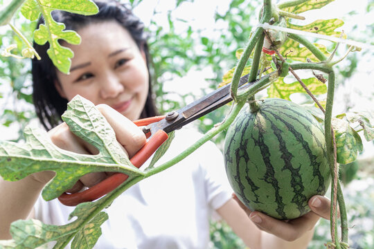 快乐的年轻女人在种植大棚采摘西瓜