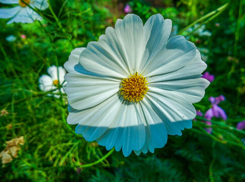 格桑花波斯菊