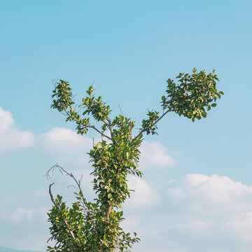 蓝天下的一棵树