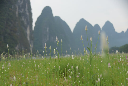 鲜花与高山