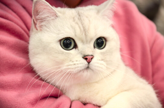 白色小猫宠物