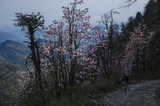 沐川辛夷花