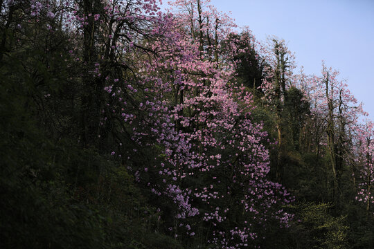 沐川辛夷花