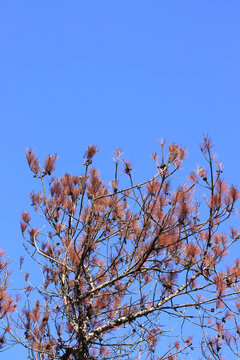 红色松树