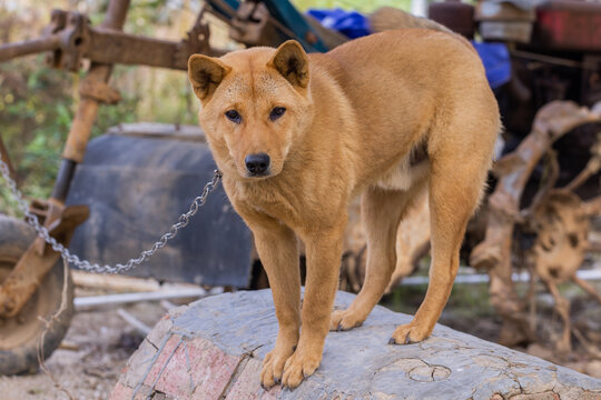 田园犬