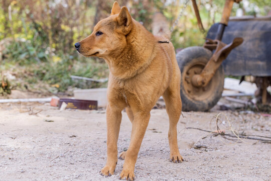 田园犬