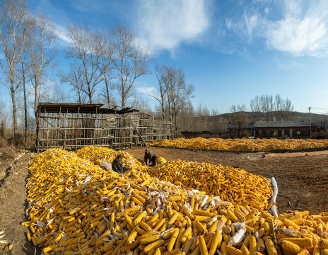 铺满丰收玉米的农家院