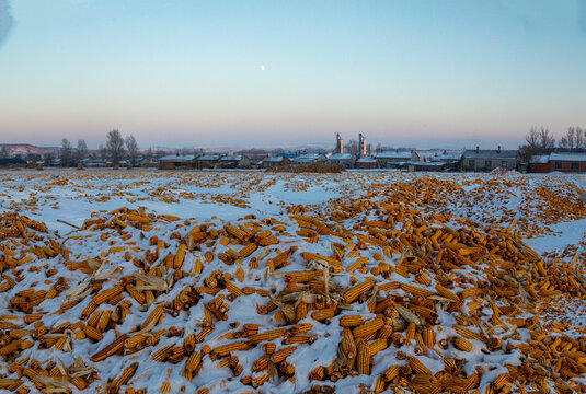 冬天铺满玉米的大地