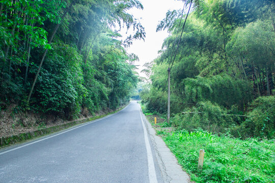 竹林步道