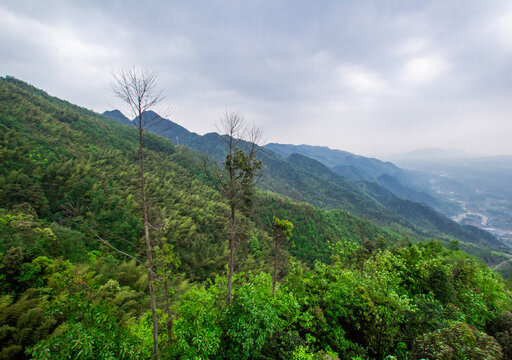 高山森林