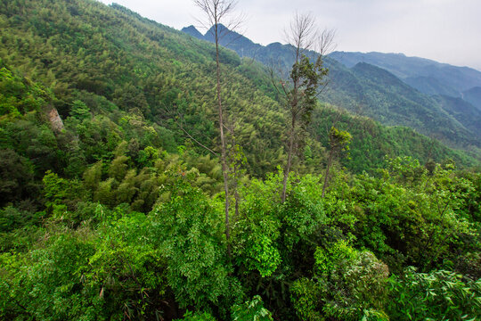 茶山竹海