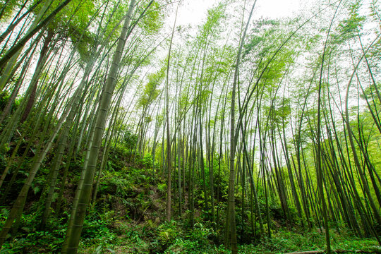 阳光竹林