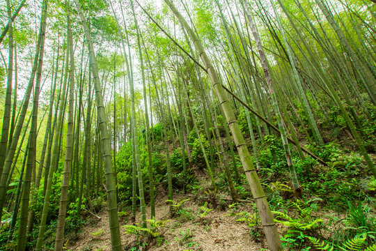 竹林背景