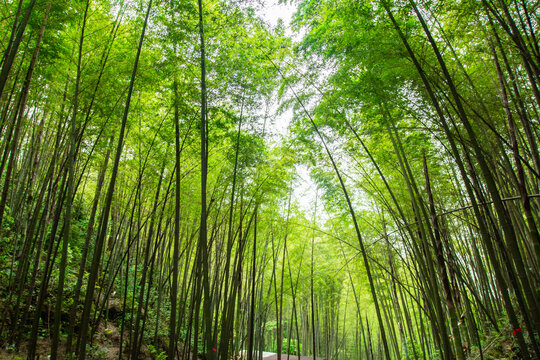 竹林背景