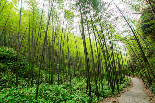 阳光竹林小道