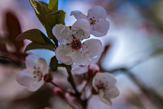 桃花