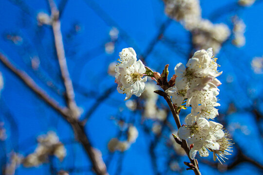 樱桃花