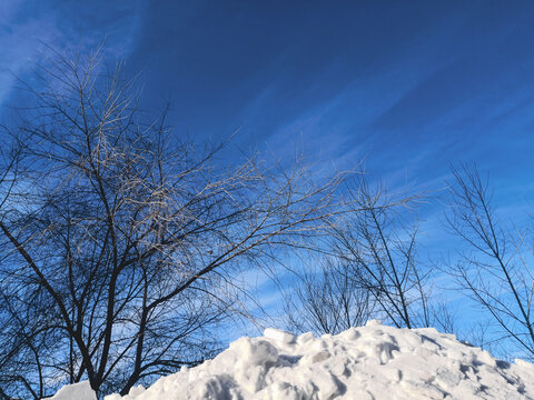 冬季树木蓝天