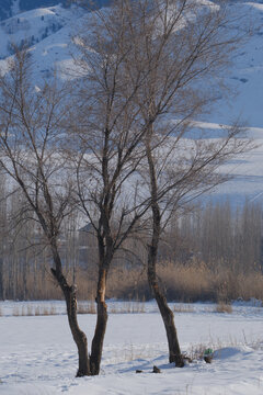 雪乡风景