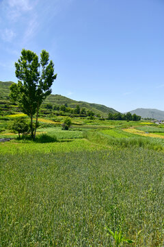 乡村夏日风光