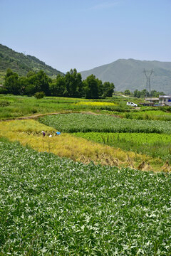 乡村夏日风光