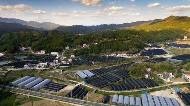 霍山石斛大棚基地