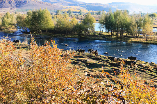 秋季河边牛群树丛