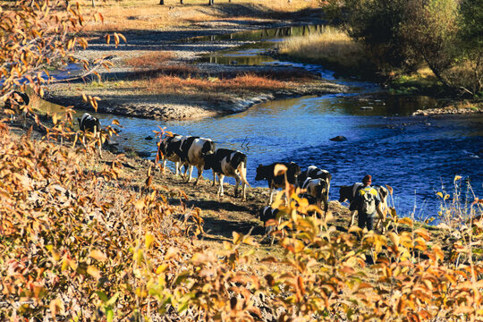 秋季河边牧牛
