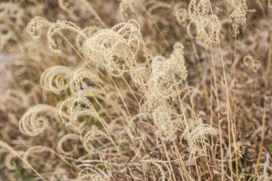 芦苇