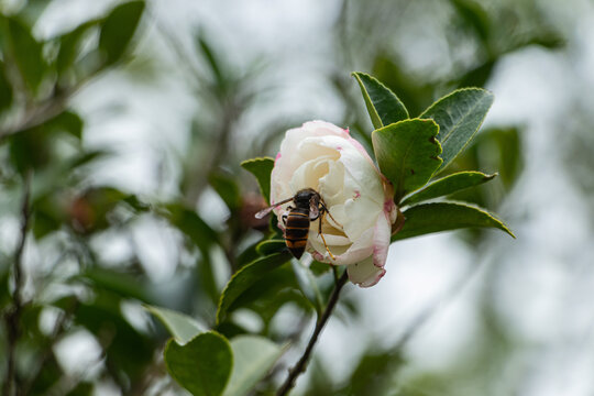 山茶花