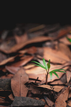 枯叶小草