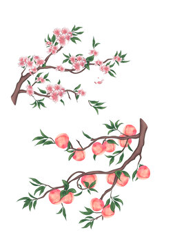 桃樹桃花