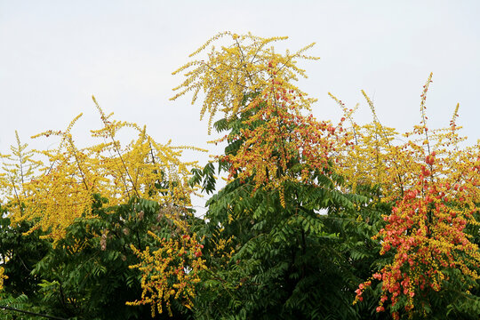 栾树开花