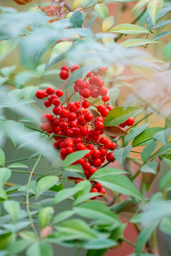 秋季红浆果