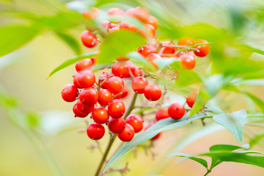 秋季红浆果
