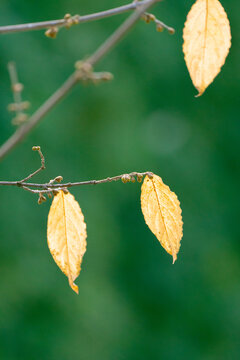秋季植物树叶