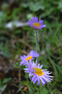 草原上的紫色小花特写