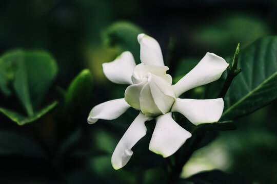 黑色背景下的栀子花