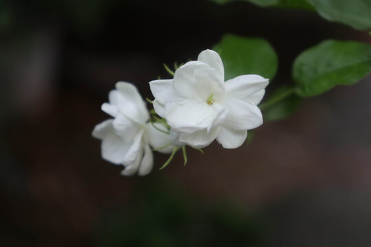 黑色背景下的栀子花