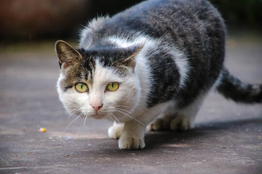 肥肥的猫猫