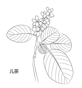 兒茶