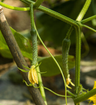 高山蔬菜