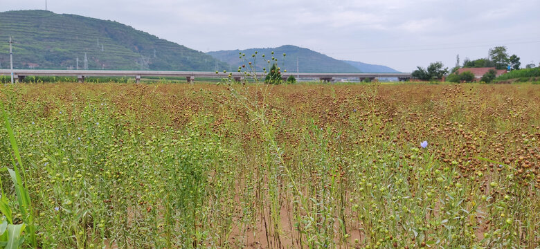 西北陕北大山里胡麻地