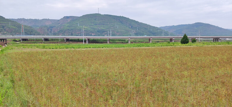 胡麻地