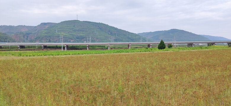 西北陕北大山里胡麻地