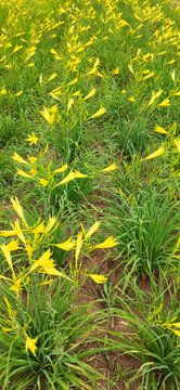 西北陕北大山里野生黄花菜地