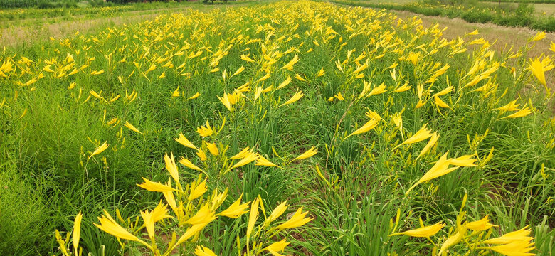 西北陕北大山里野生黄花菜地