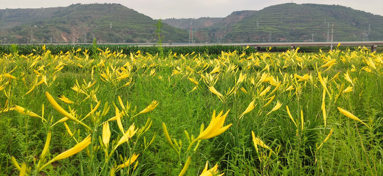 西北陕北大山里野生黄花菜地